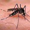 China dengue